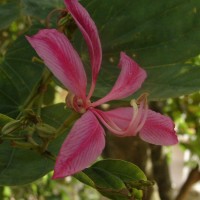 Bauhinia purpurea L.
